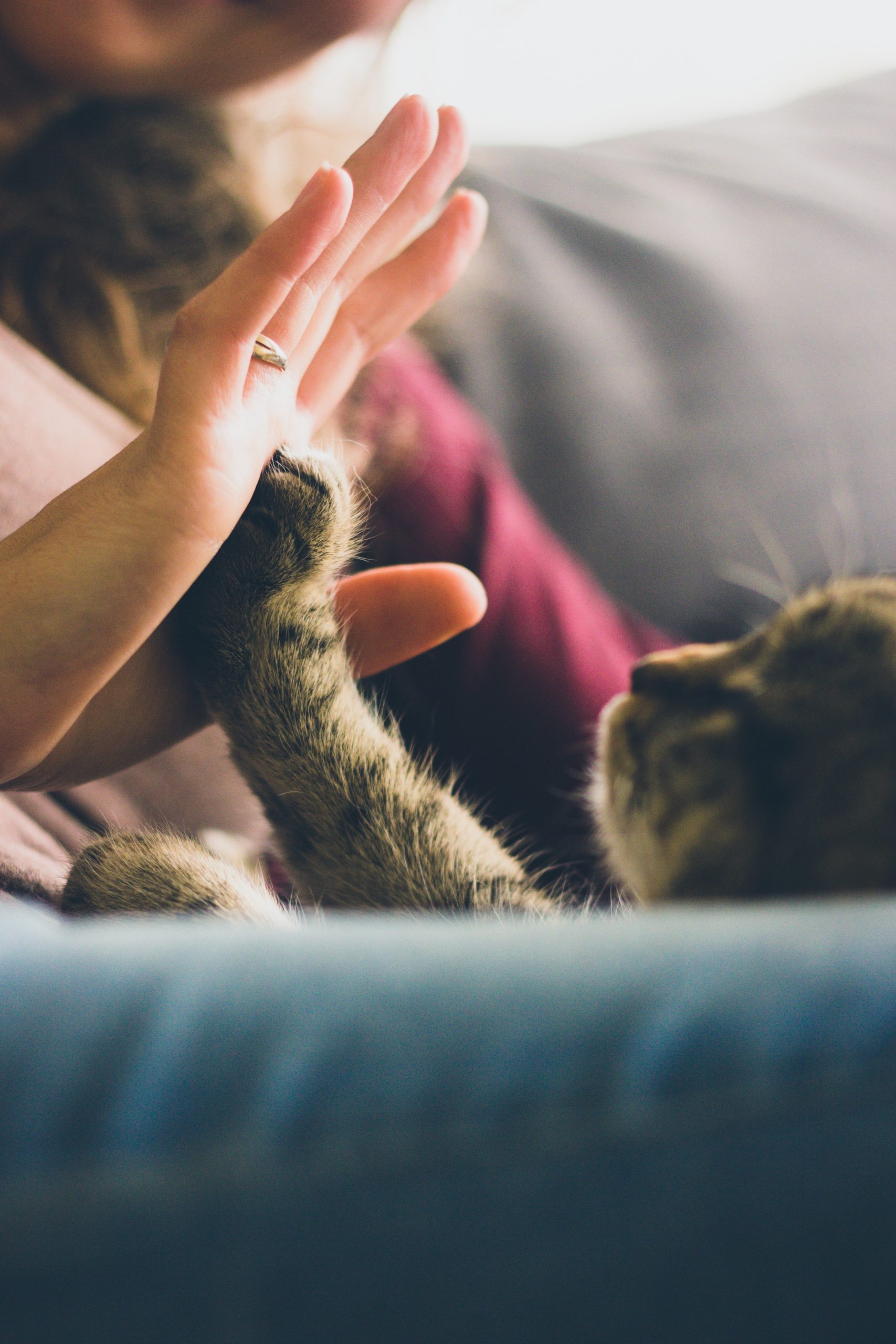 Main d'une femme contre la patte d'un chat